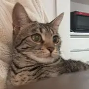ほんたんまむの画像
