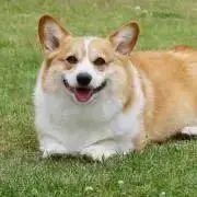 ゆきの画像