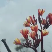 norの画像