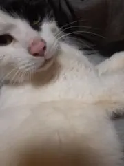 ポケねこの画像