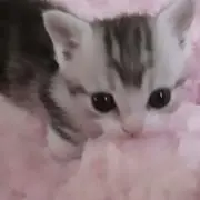 にゃんkidsの画像