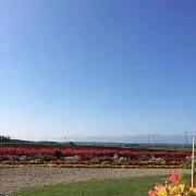 ヒロロ