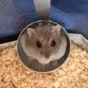 おしよの画像