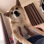 さかにゃんの画像