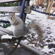 ピカケの画像