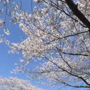 一瀬の画像