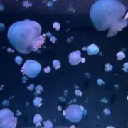 はるりの画像