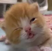 まどかの画像