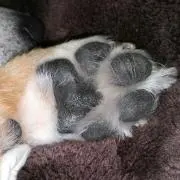 あかり