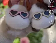 もふもふ⭐の画像