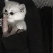 ゆゆの画像