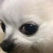 shimo