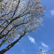 みーこの画像