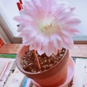 みかん太郎　まとめ買い大歓迎‼️の画像