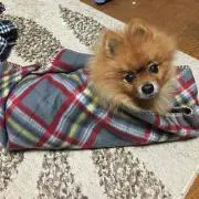 あさほ
