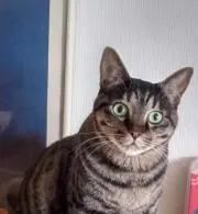 Image of 黄ねこ