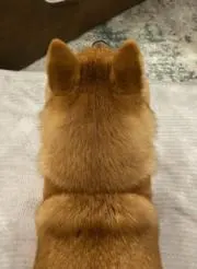 たぬやしの画像