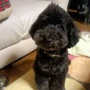 Yの画像