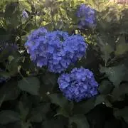 akの画像