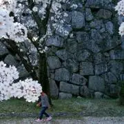 のりの画像