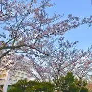 クロの画像