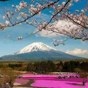 タカの画像