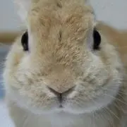 みかん