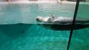 沙耶の画像