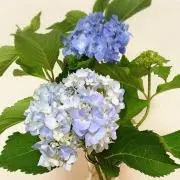 MMの画像