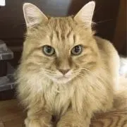 chaiの根っこ