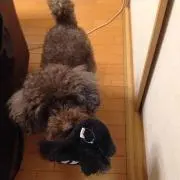 miyu