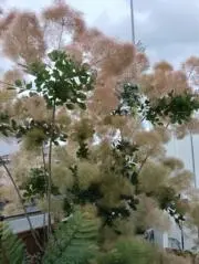 サリーの画像