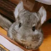 YUKI