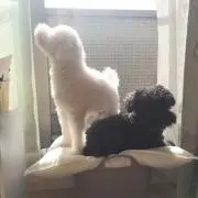おきょんの画像