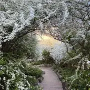 Corinの画像