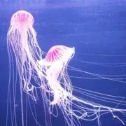 たくの画像