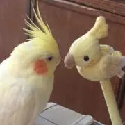 晴美
