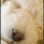 えり 値下げ！！！