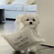 ちょかの画像