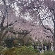 もかの画像