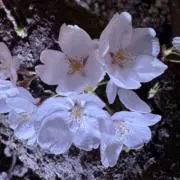 らぁっちの画像