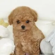 かめちゃん