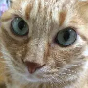 猫5飯
