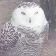 くじら * 断捨離中の画像