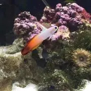 お魚ちゃん
