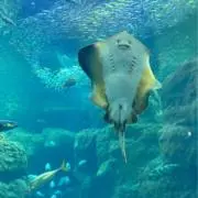ポン酢
