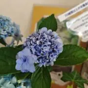 くろとら　☆即購入OK☆の画像