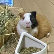 Popの画像