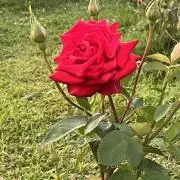 午後の紅茶の画像