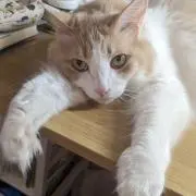 猫又２の画像